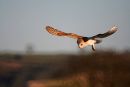 Barn Owl